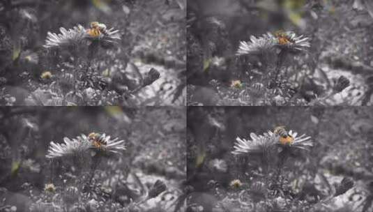 蜜蜂在花朵上觅食高清在线视频素材下载