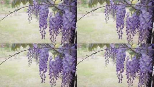 枝头美丽的紫藤花高清在线视频素材下载