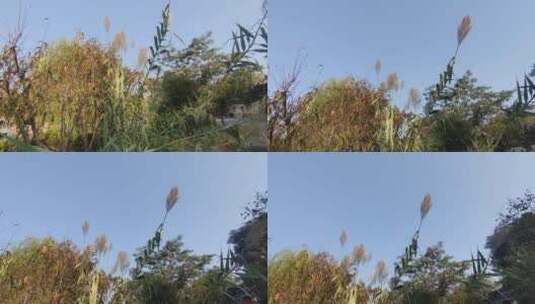 高大挺拔的芦苇直刺蓝天高清在线视频素材下载