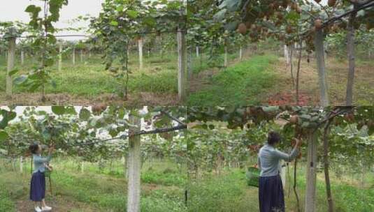 绿色有机猕猴桃种植园区产业基地美女采摘高清在线视频素材下载