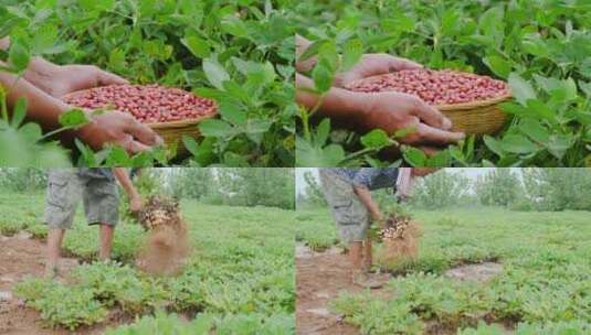 花生种植基地高清在线视频素材下载