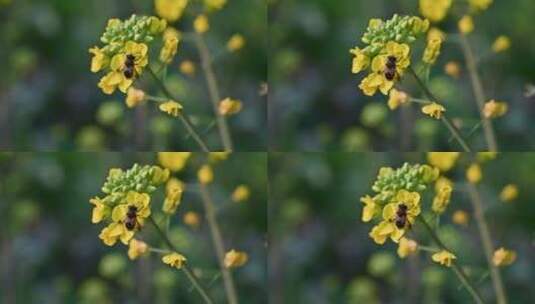 黄色油菜花田与采蜜蜜蜂高清在线视频素材下载