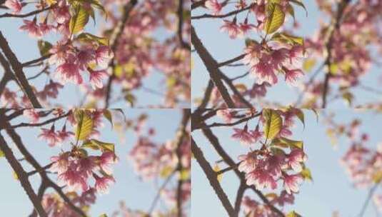 春天阳光下盛开的樱花高清在线视频素材下载