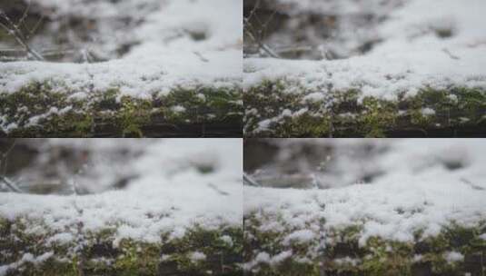 雪中长满青苔的树干高清在线视频素材下载