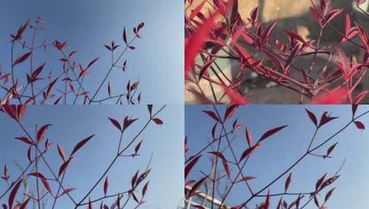 冬天红色的枫叶合集高清在线视频素材下载