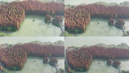 肇庆七星岩风景区红衫水杉林高清在线视频素材下载