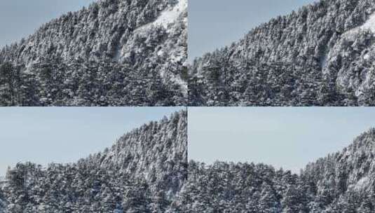 航拍湖北神农架原始森林群山冬季雪景雪松高清在线视频素材下载