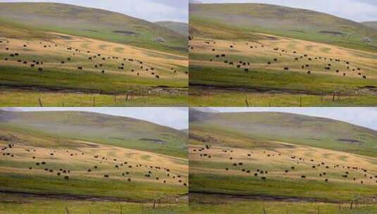 高原 牧场 牦牛群 草原 牦牛 畜牧业高清在线视频素材下载