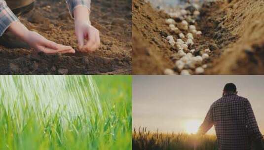 种子小麦农业播种丰收泥土万物生长土壤高清在线视频素材下载