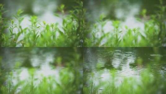 荷花自然涟漪露水池塘开花莲蓬公园花瓣雨诗高清在线视频素材下载