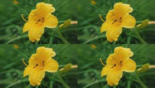 蜜蜂采蜜升格慢镜头花丛花簇自然美花头黄色高清在线视频素材下载