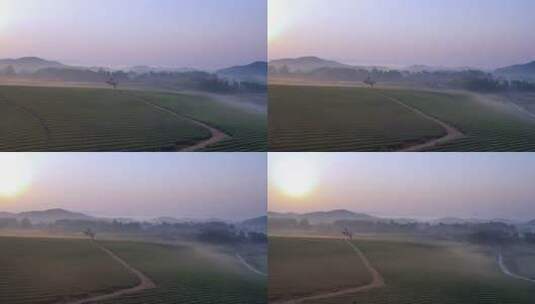 清晨的茶叶种植园航拍视频高清在线视频素材下载