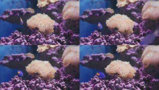 海底珊瑚鱼高清在线视频素材下载