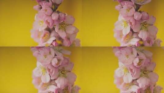 延时拍摄花朵盛开高清在线视频素材下载