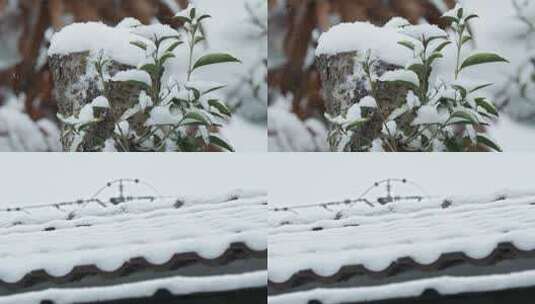 冬天冬季下雪飘雪树桩积雪实拍高清在线视频素材下载