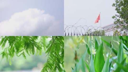 小清新自然风光 夏天风景 植物风景高清在线视频素材下载