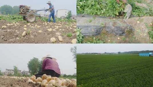 土豆种植高清在线视频素材下载