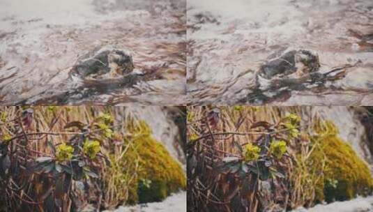 春季河流溪水植物苔藓高清在线视频素材下载