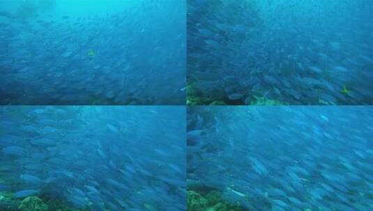 鱼群 海底鱼群 鱼群捕食 海底世界 海洋鱼群高清在线视频素材下载
