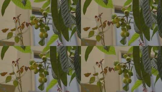 2023广州春天阳光枇杷树果实叶子高清在线视频素材下载