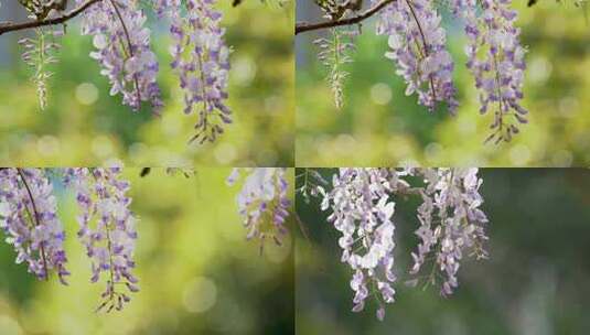 春天公园里的紫藤花开放了高清在线视频素材下载