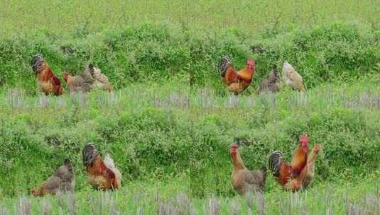 公鸡母鸡吃食觅食溜达鸡放养田间地头草地高清在线视频素材下载