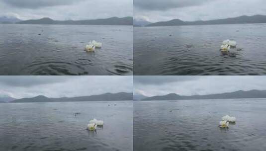 泸沽湖雨中的水性杨花高清在线视频素材下载