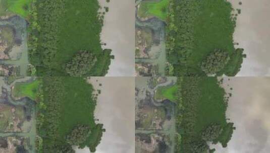 4K航拍深圳福田红树林湿地保护区高清在线视频素材下载
