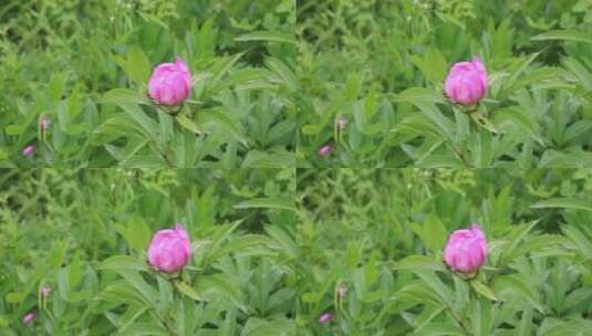 野生药用植物：芍药花高清在线视频素材下载