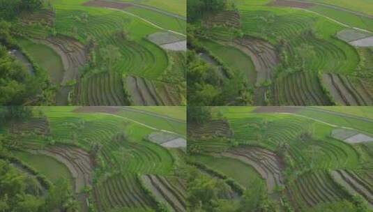 美丽的梯田被绿色的稻田覆盖高清在线视频素材下载