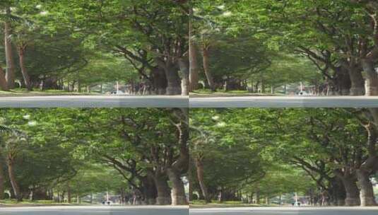 城市里的街道绿化树高清在线视频素材下载