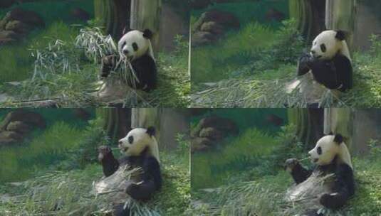 大熊猫胃口真好高清在线视频素材下载