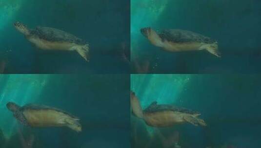 4K动物大海龟实拍视频高清在线视频素材下载