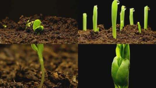 自然界中植物幼苗破土而出到茁壮成长高清在线视频素材下载
