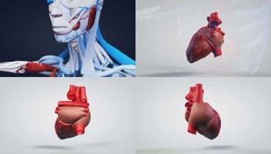 心脏跳动医疗科技医学动画视频高清在线视频素材下载