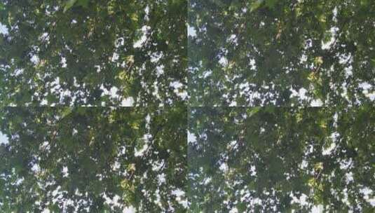 风吹树叶植物夏日风景实拍高清在线视频素材下载