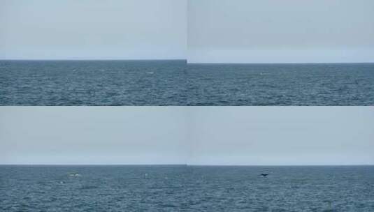 海上的鲸鱼特写高清在线视频素材下载