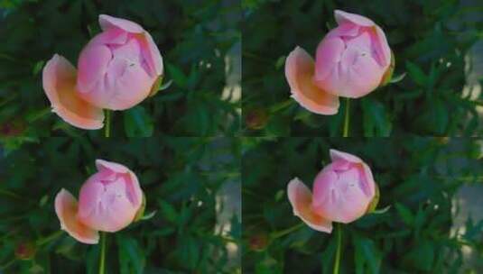 粉色的牡丹花高清在线视频素材下载