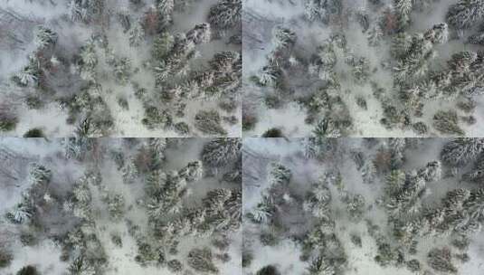 白雪覆盖的森林鸟瞰高清在线视频素材下载