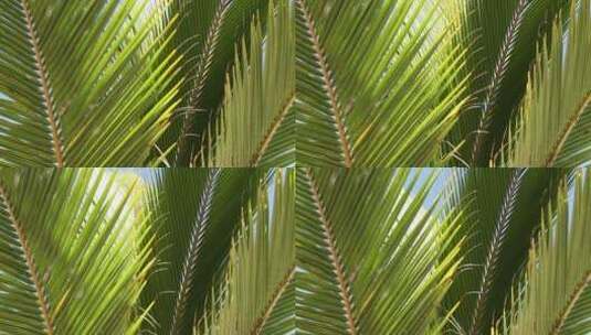 微风中的棕榈树高清在线视频素材下载