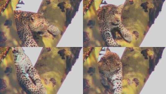 豹子躺在树上高清在线视频素材下载