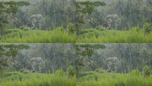 巴厘岛的草地和森林高清在线视频素材下载