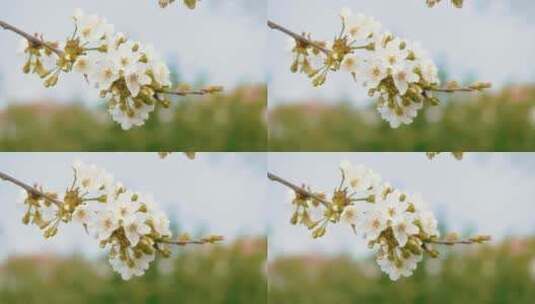 树枝上的花朵高清在线视频素材下载