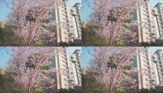 武汉理工大学逸夫楼前的樱花高清在线视频素材下载