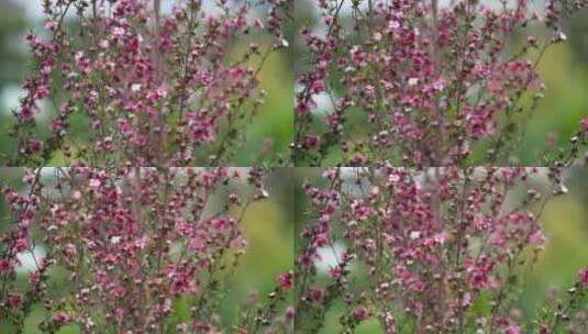 花园花房鲜花花卉特写高清在线视频素材下载