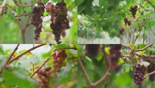 葡萄园多个葡萄品种特写实拍素材高清在线视频素材下载