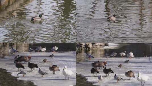 【镜头合集】春江水暖鸭先知水禽湖里的高清在线视频素材下载