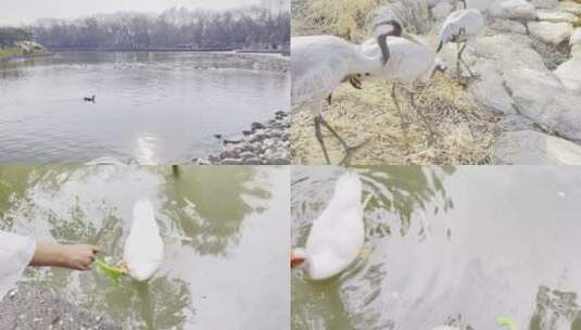 【镜头合集】湖边芦苇丛中水禽湖喂鸭子高清在线视频素材下载