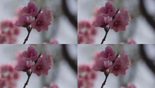 人面桃花鲜花粉嫩鲜花花朵高清在线视频素材下载