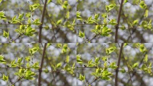 树叶嫩芽发芽萌发春季生机高清在线视频素材下载